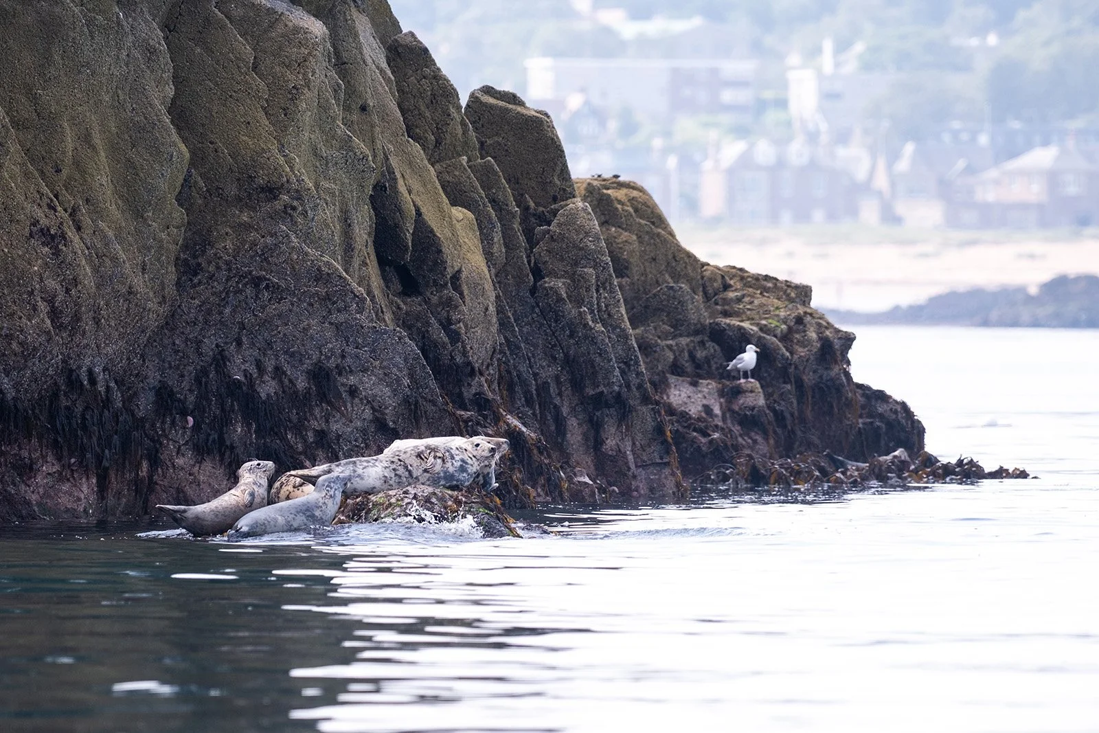 Seals