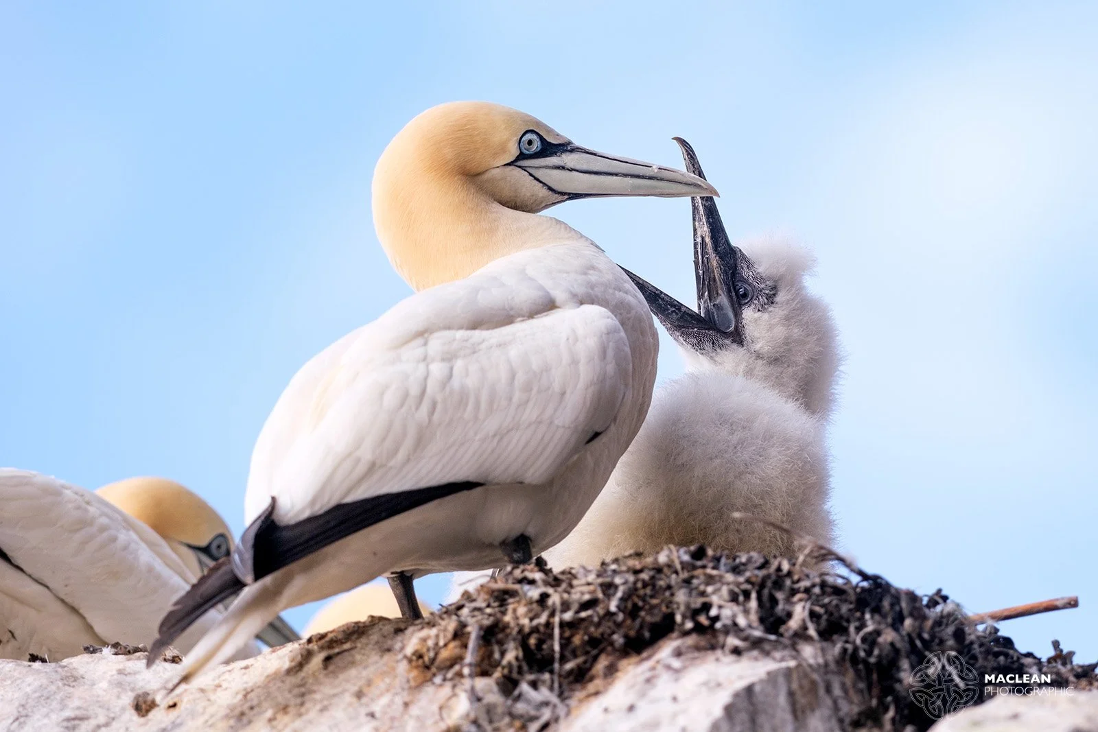 Northern Gannets