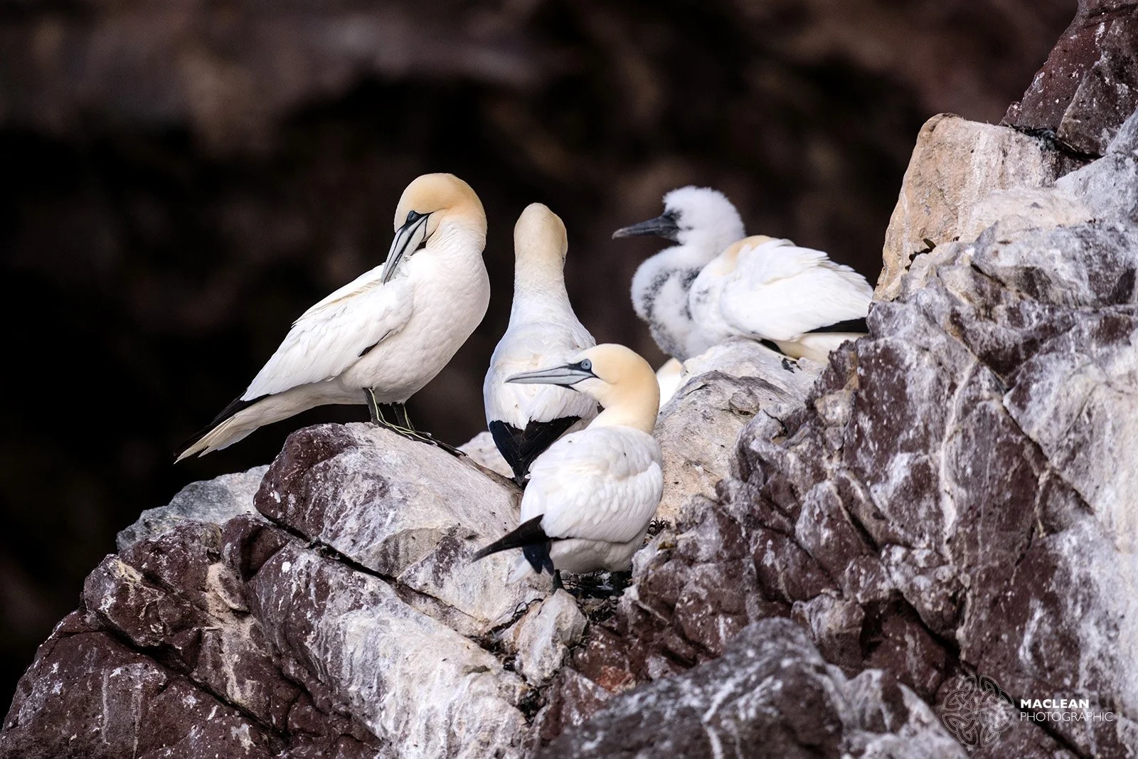 Northern Gannets