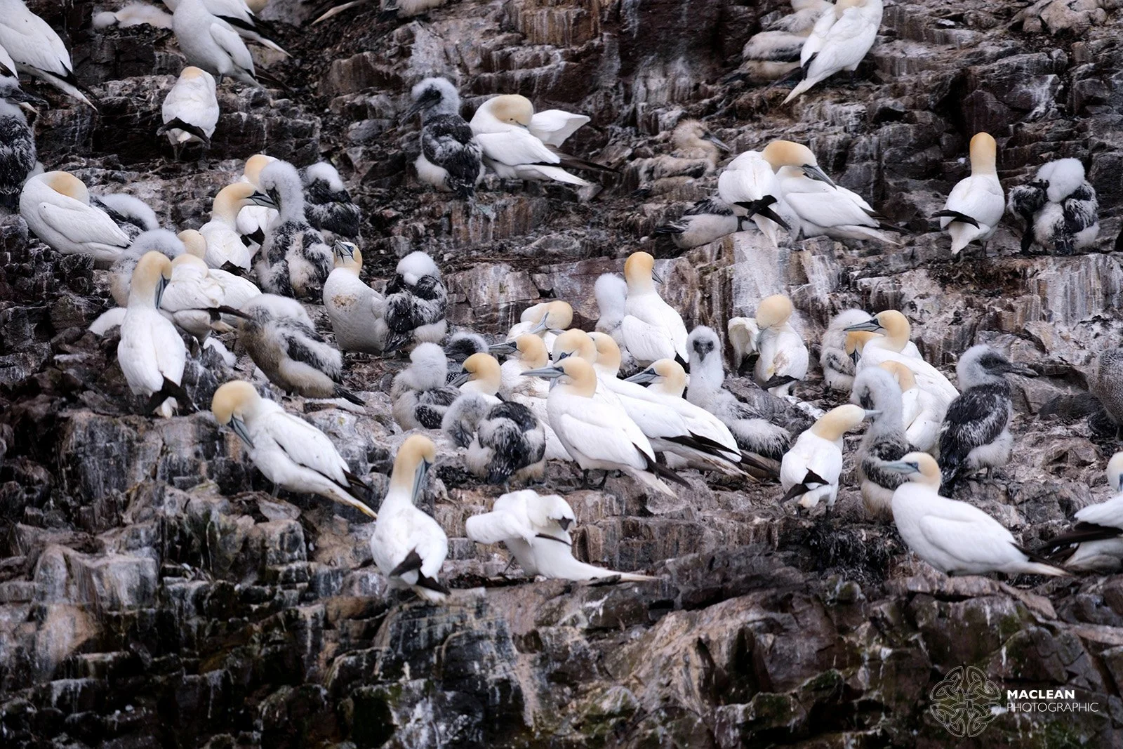 Northern Gannets