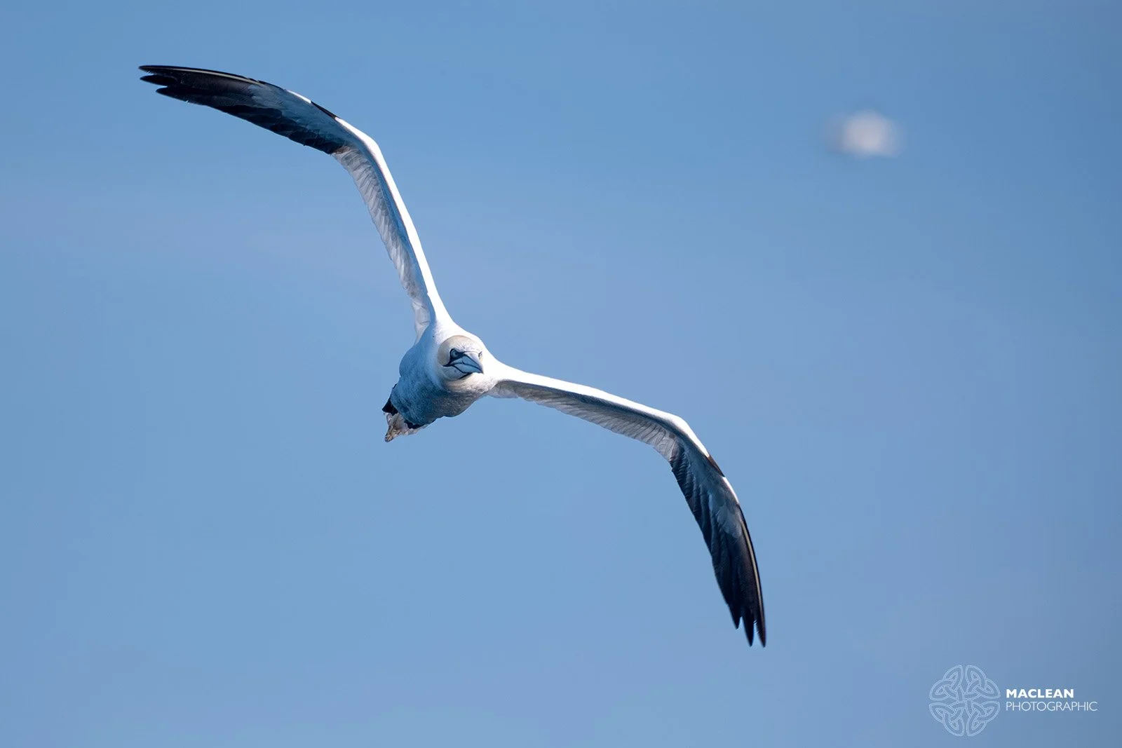 Northern Gannet