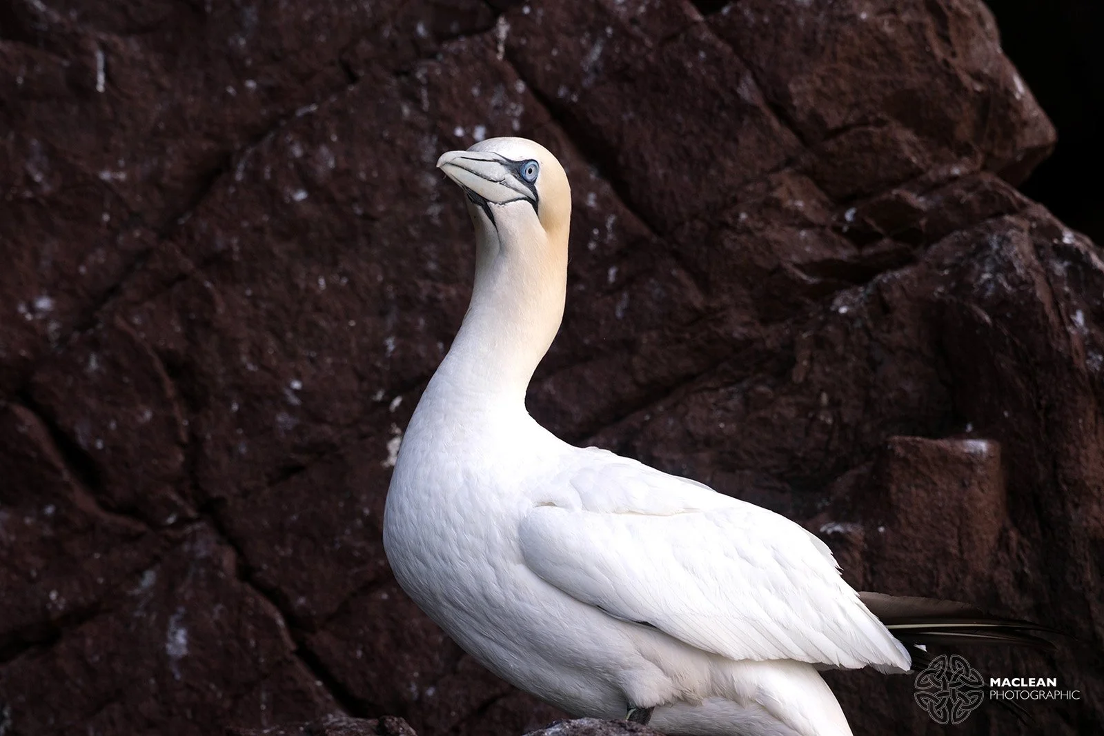 Northern Gannet