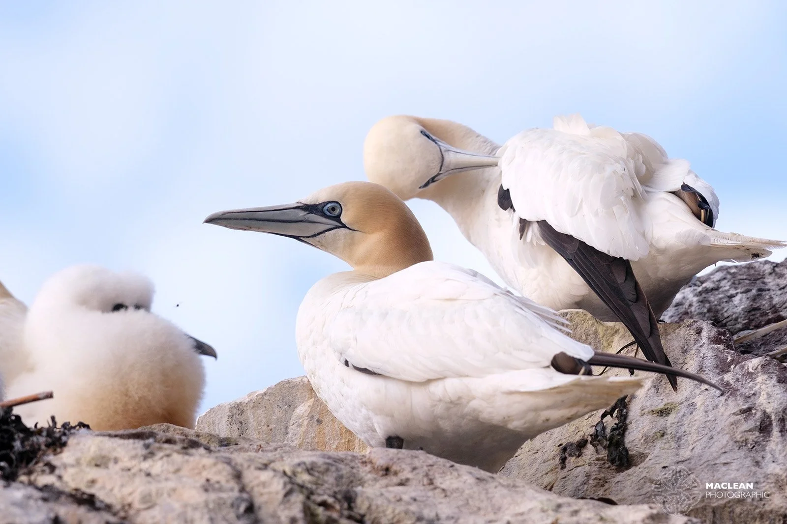 Northern Gannets