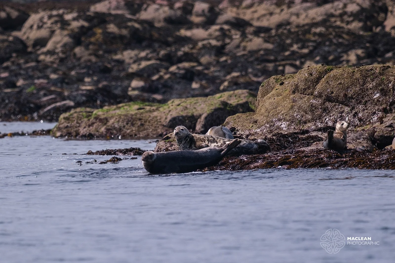 Seals
