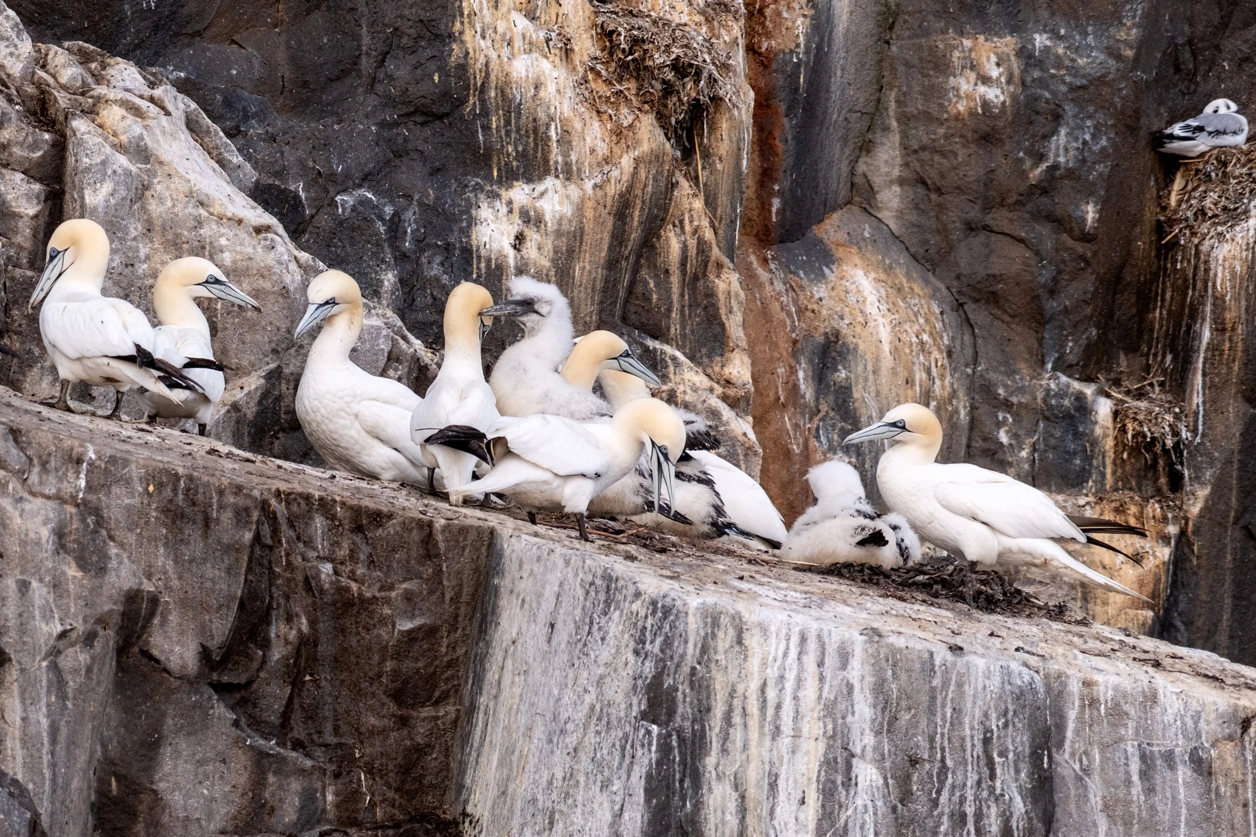Northern Gannets