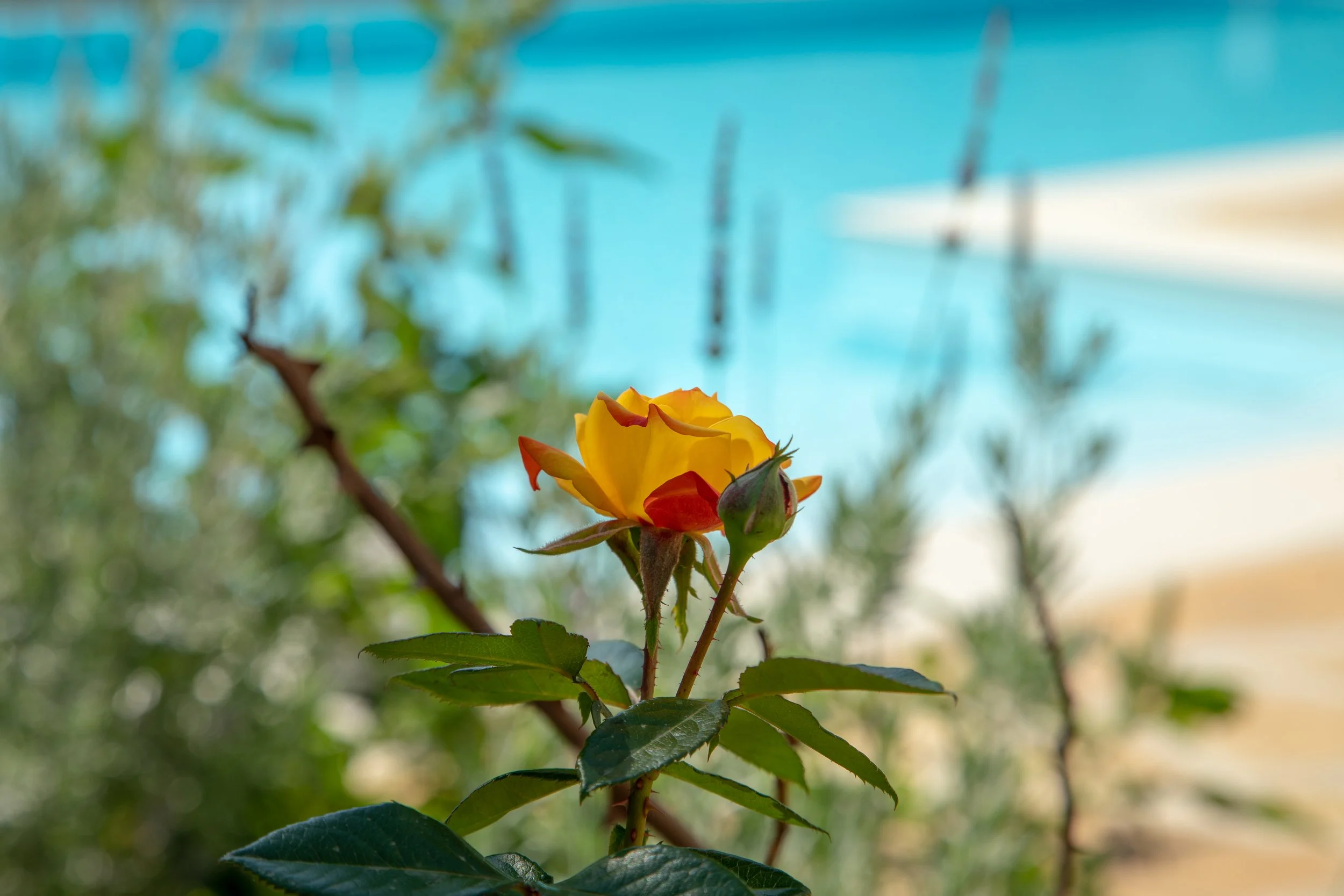 A single rose plane in front of the private swimming pool at Villa Icarus Corfu.