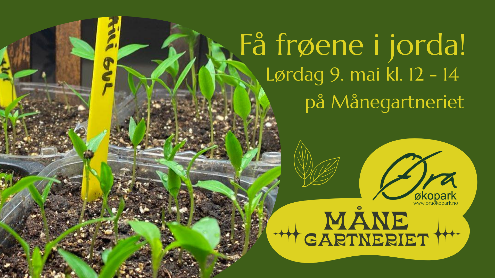 Få frøene i jorda 🌱