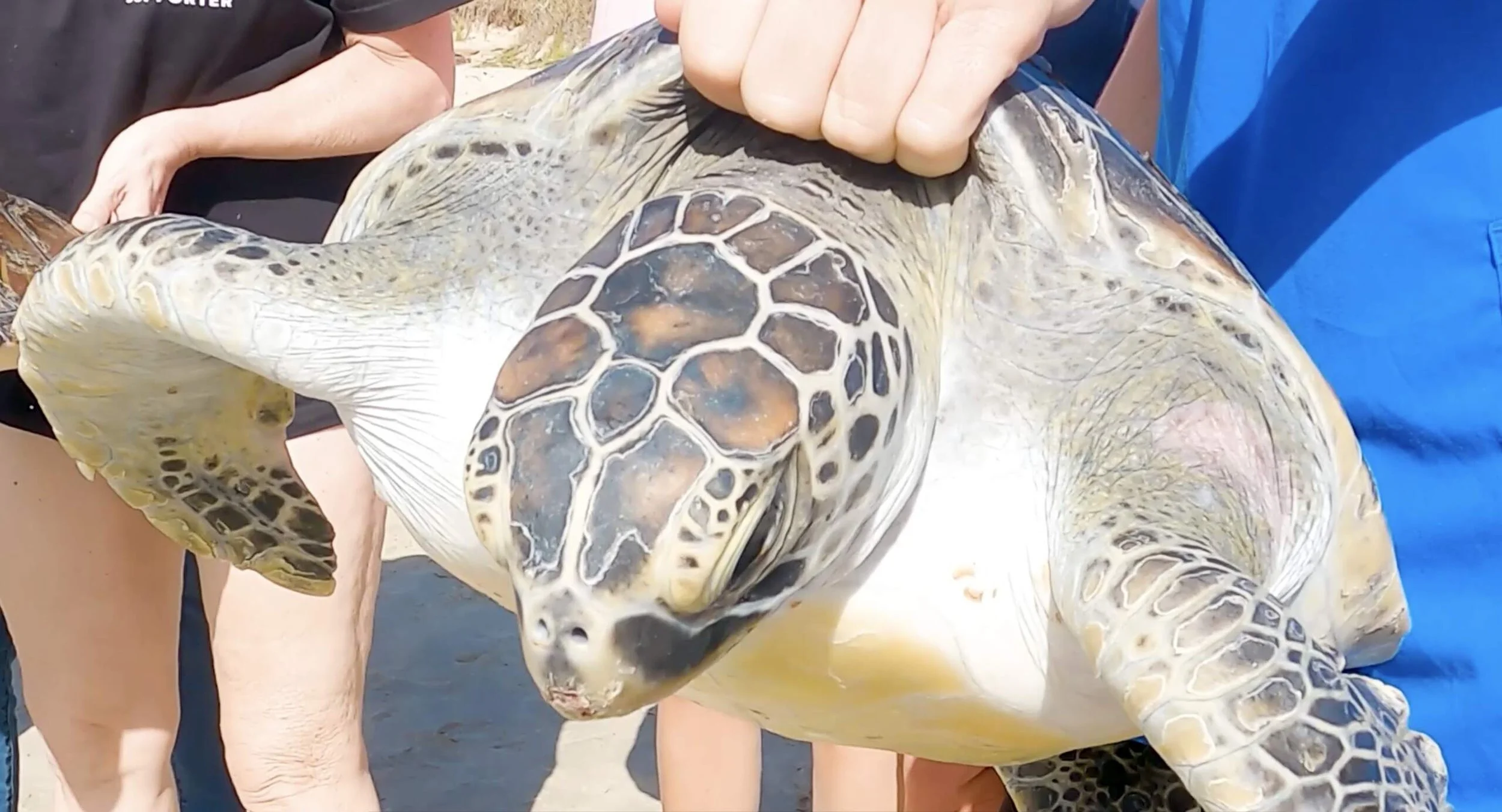 After a year in care, Hot Dog the Green sea turtle returns to his ocean home
