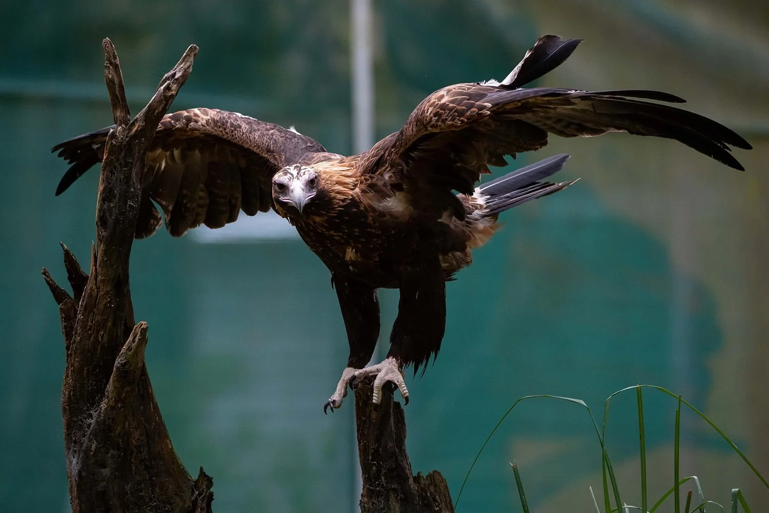 Future Brightens for Birds of Prey