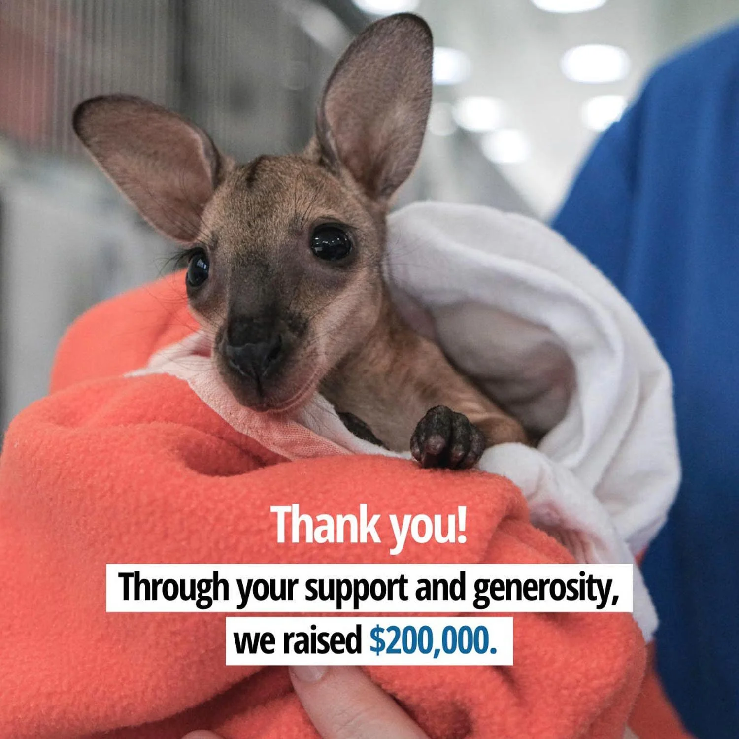 We did it! $200,000 raised to respond to wildlife in crisis