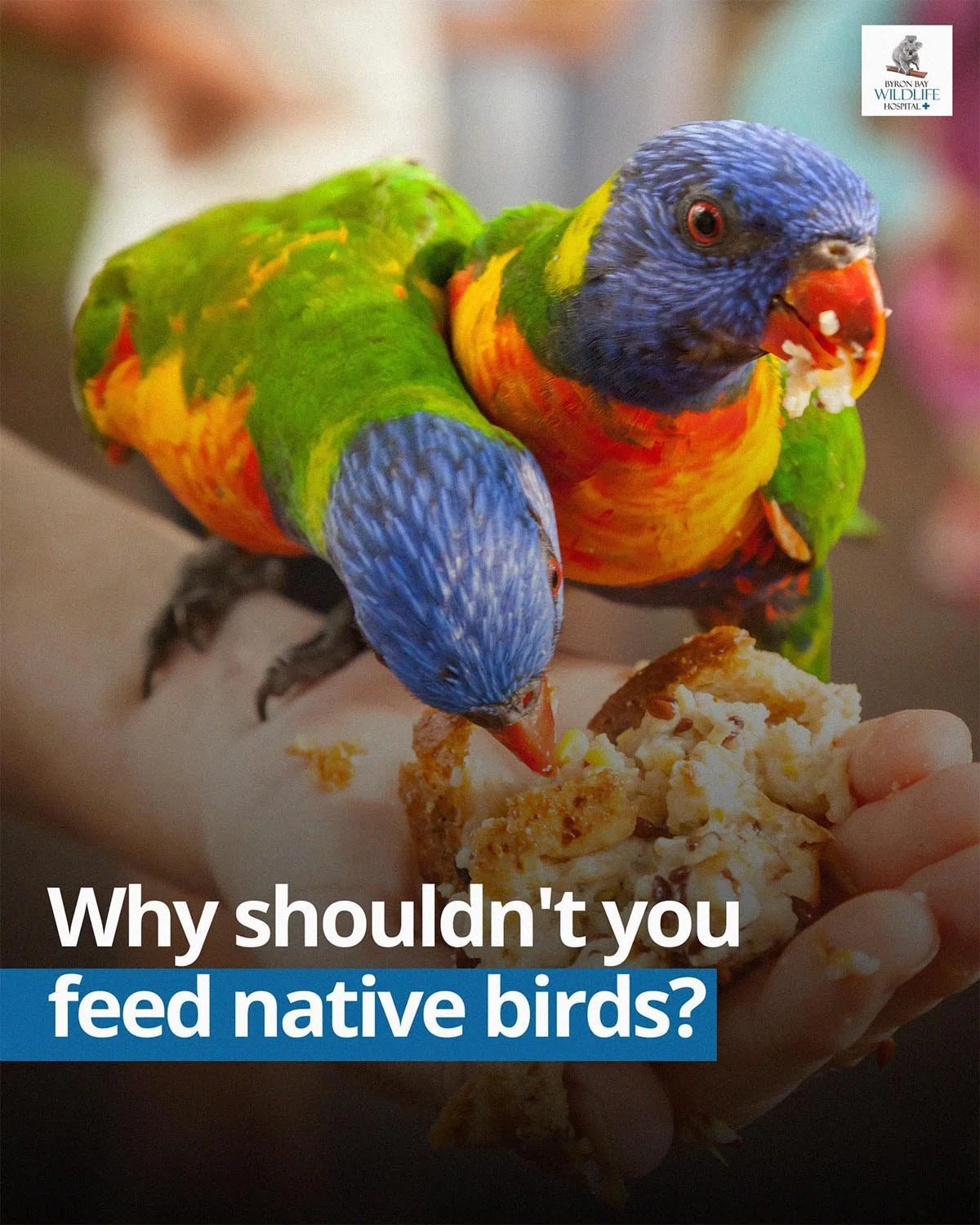 Why You Shouldn't Feed Native Birds, And What You Can Do To Show You Love Them