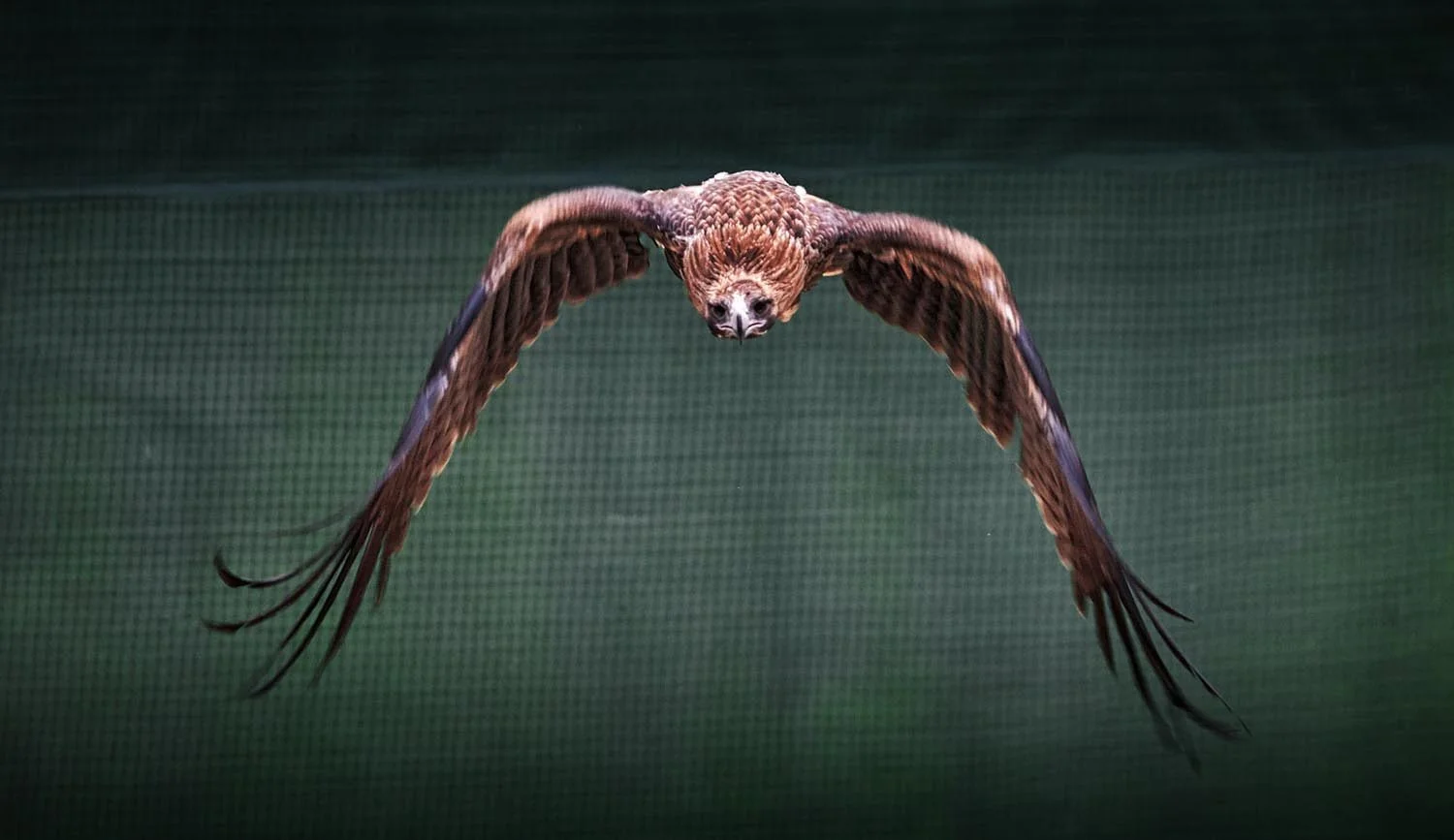 Wildlife Heroes team up to save birds of prey