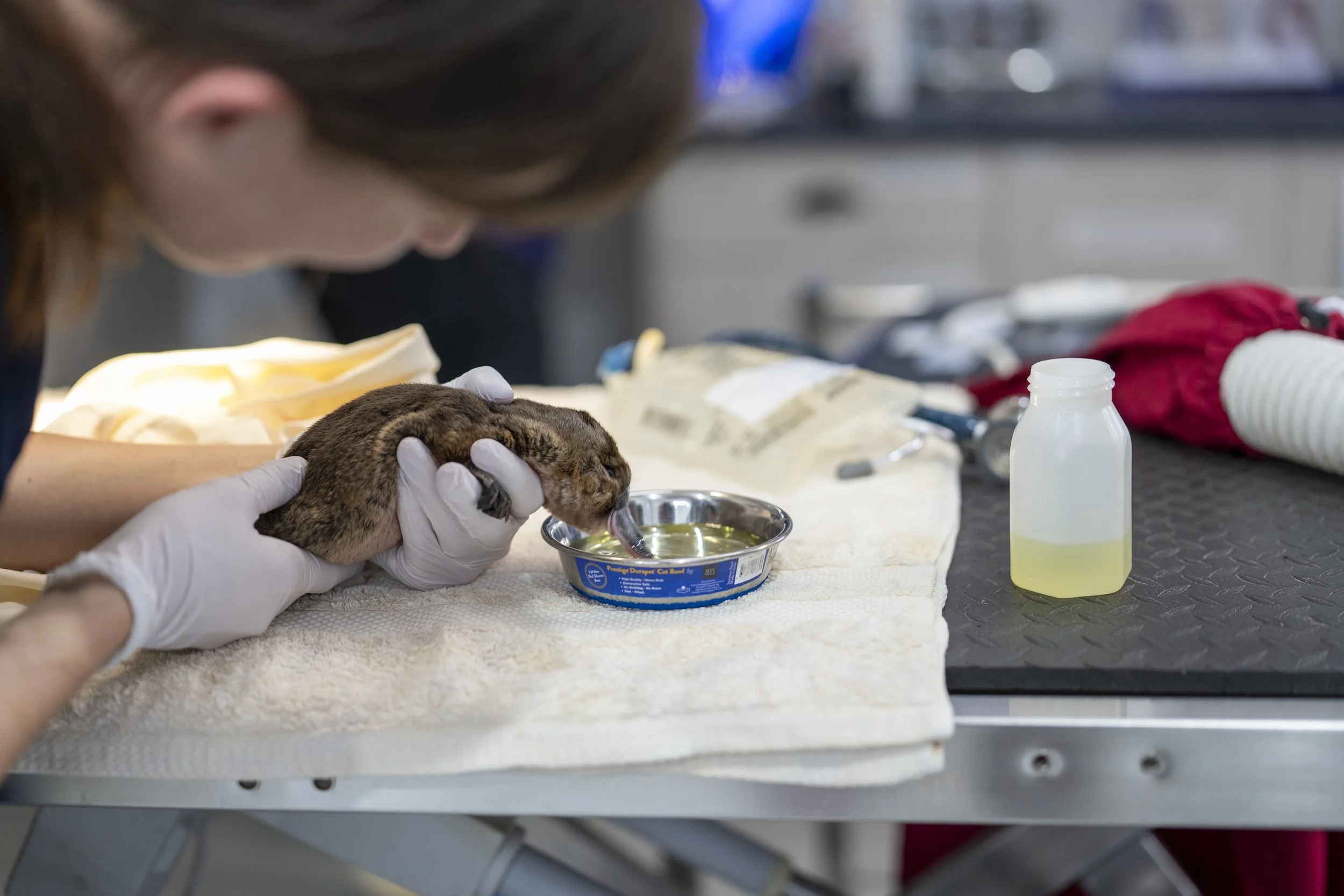 RARE JUVENILE PLATYPUS ADMITTED TO BYRON BAY WILDLIFE HOSPITAL