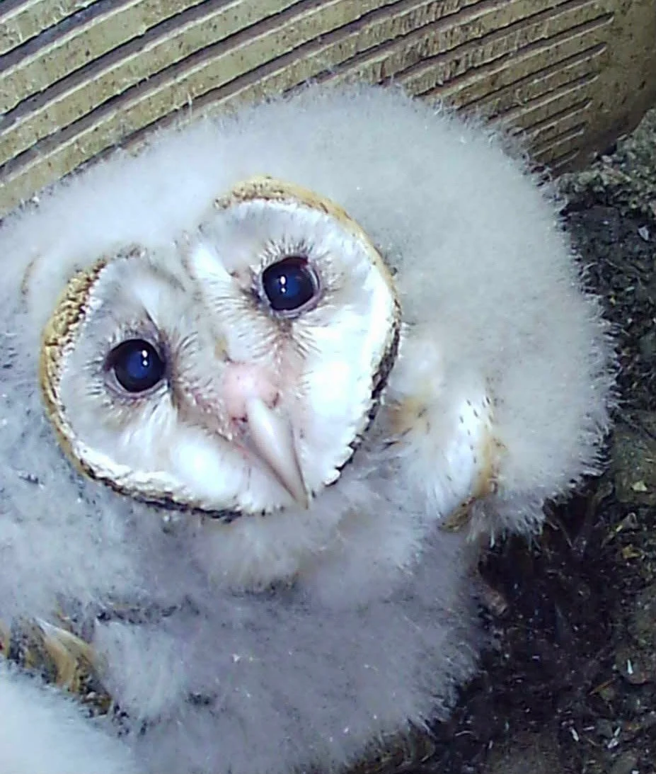 Northern Rivers farmers invited to lead innovative wildlife-friendly farming project