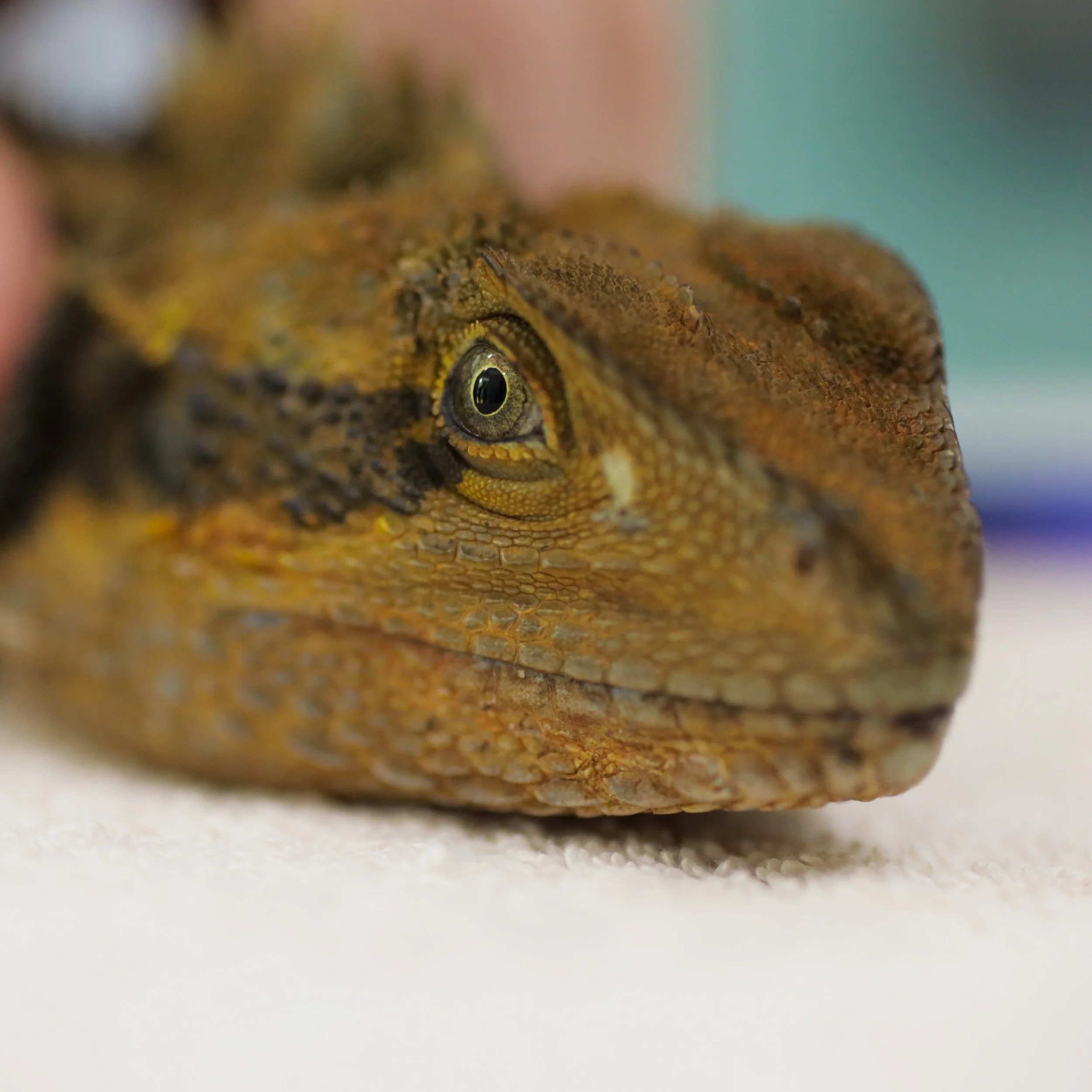 A season of care: 439 wildlife patients in two months