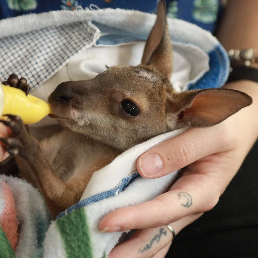 Red Necked Wallaby being treated by The Byron Bay Wildlife Hospital