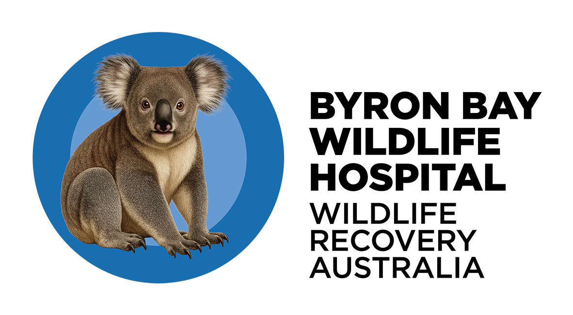 Byron Bay Wildlife Hospital