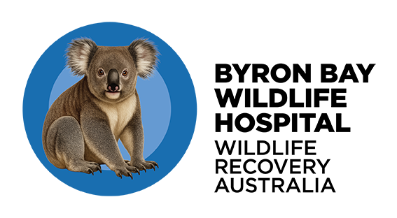 Byron Bay Wildlife Hospital
