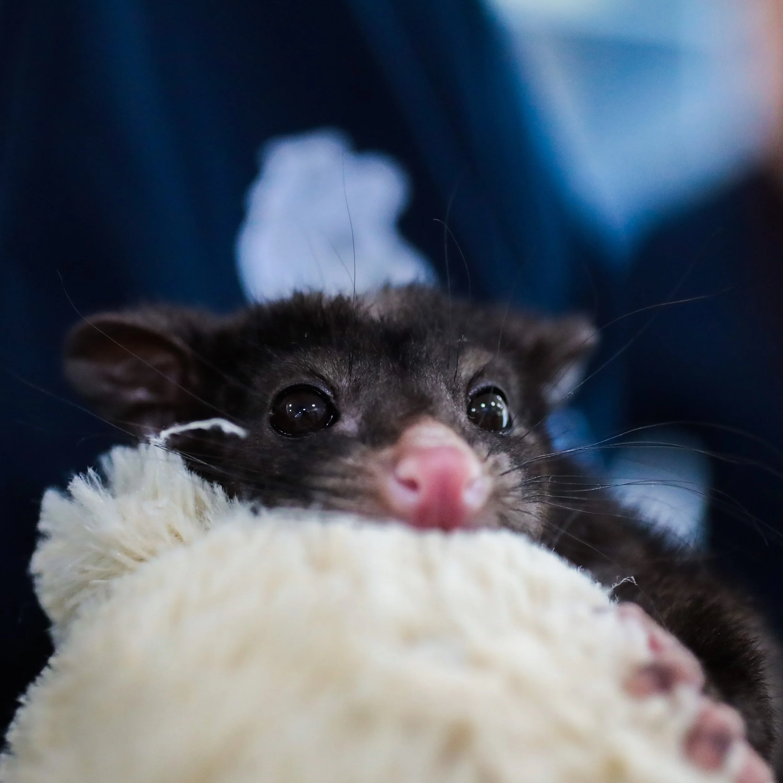 Percy Brushtail Possum.jpg