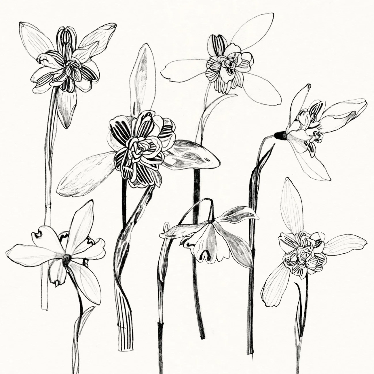 Snowdrops spring flowers