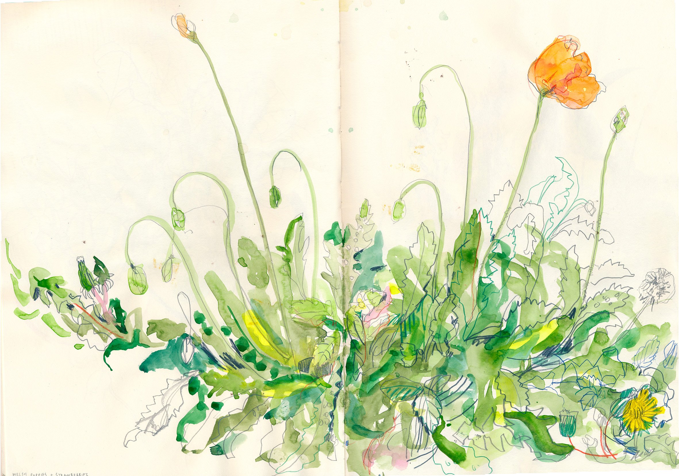 Welsh poppies.jpg