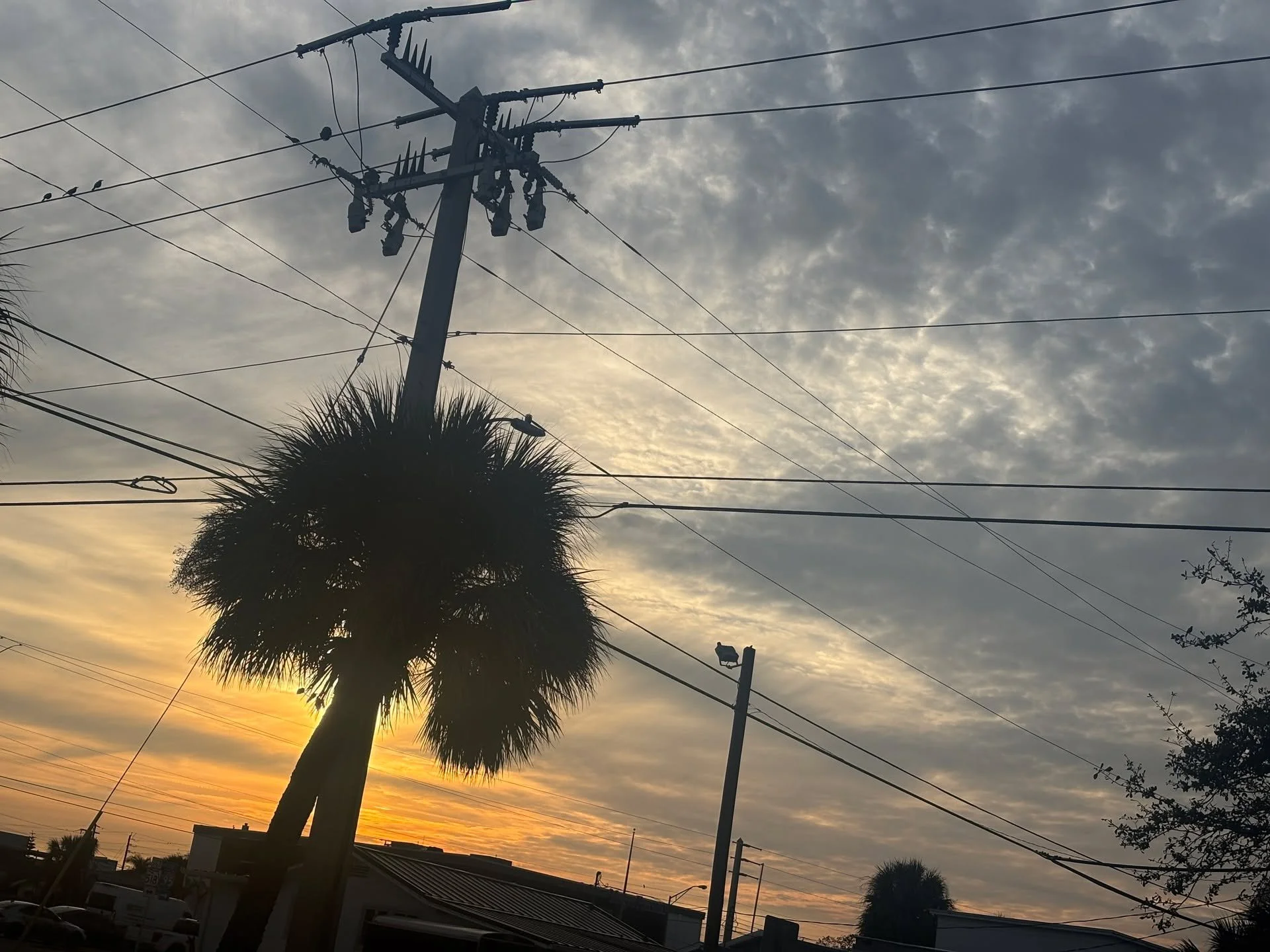We catch the sunrise every morning before we send the crew off to work. Some days, when the clouds are parted just right, we see beautiful silhouettes of one of the trees that defines our coastal county. And power lines. Lots of power lines.
