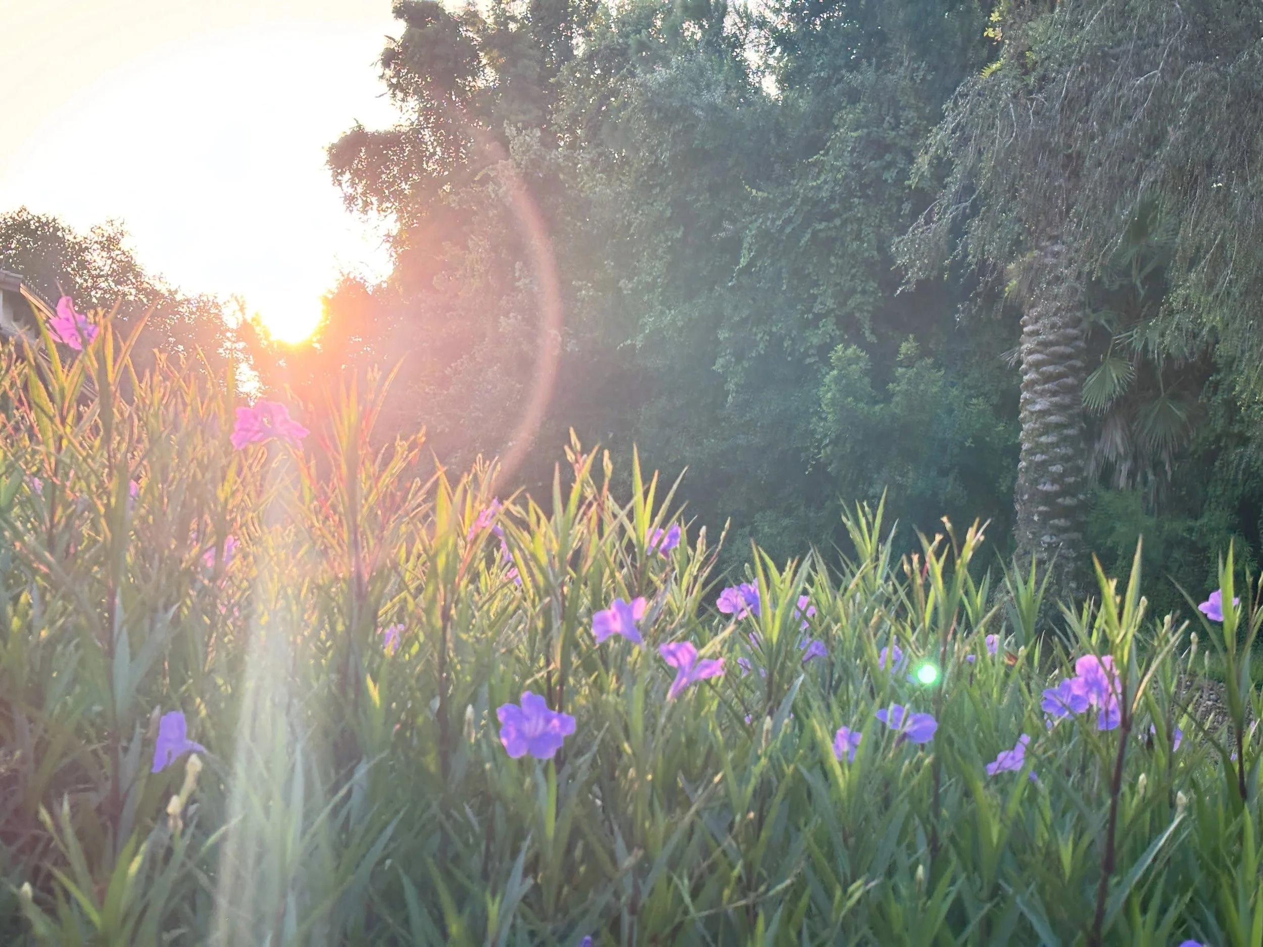 Sometimes, you simply must stop and enjoy the beautiful sights no matter where you are.
