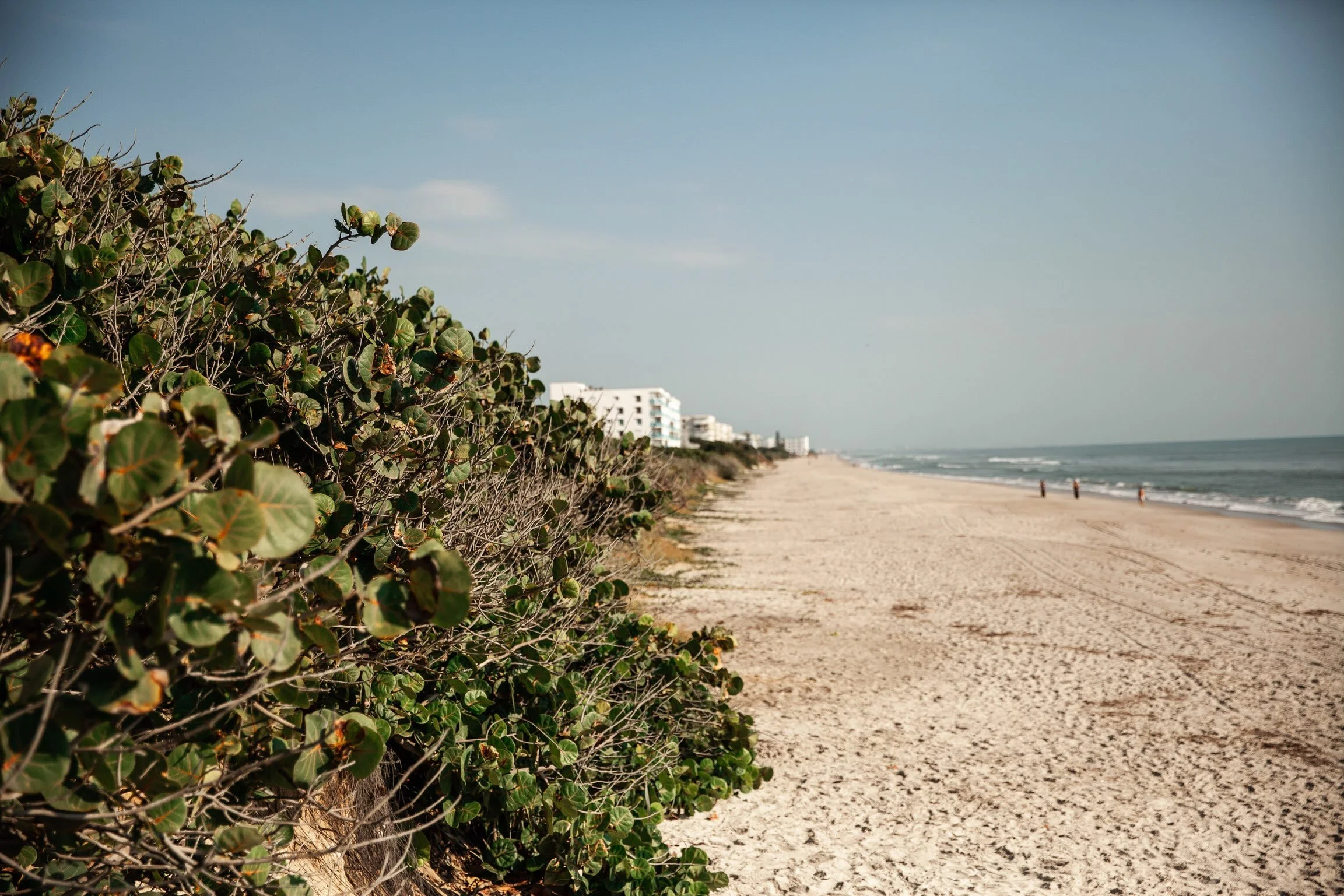 Sea grapes cascade along the shore to soak in the morning rays.