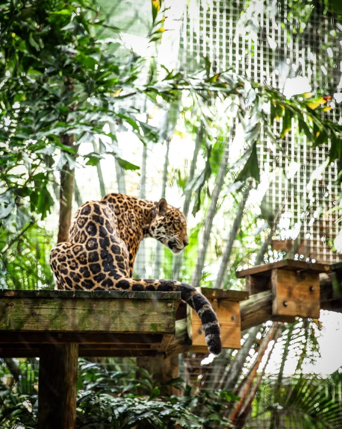 We love the zoo and the beautiful creatures in their loving care.