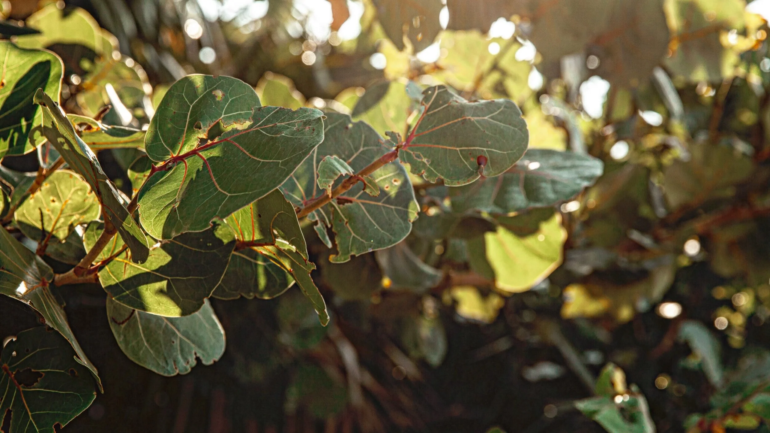 Does anyone else love the wild shapes of sea grape trees? Their leaves are wide and branches take up residence like a roller coaster designed by a toddler. Their roots dig wherever they are apt to find nutrients and their heights provide hidden caves