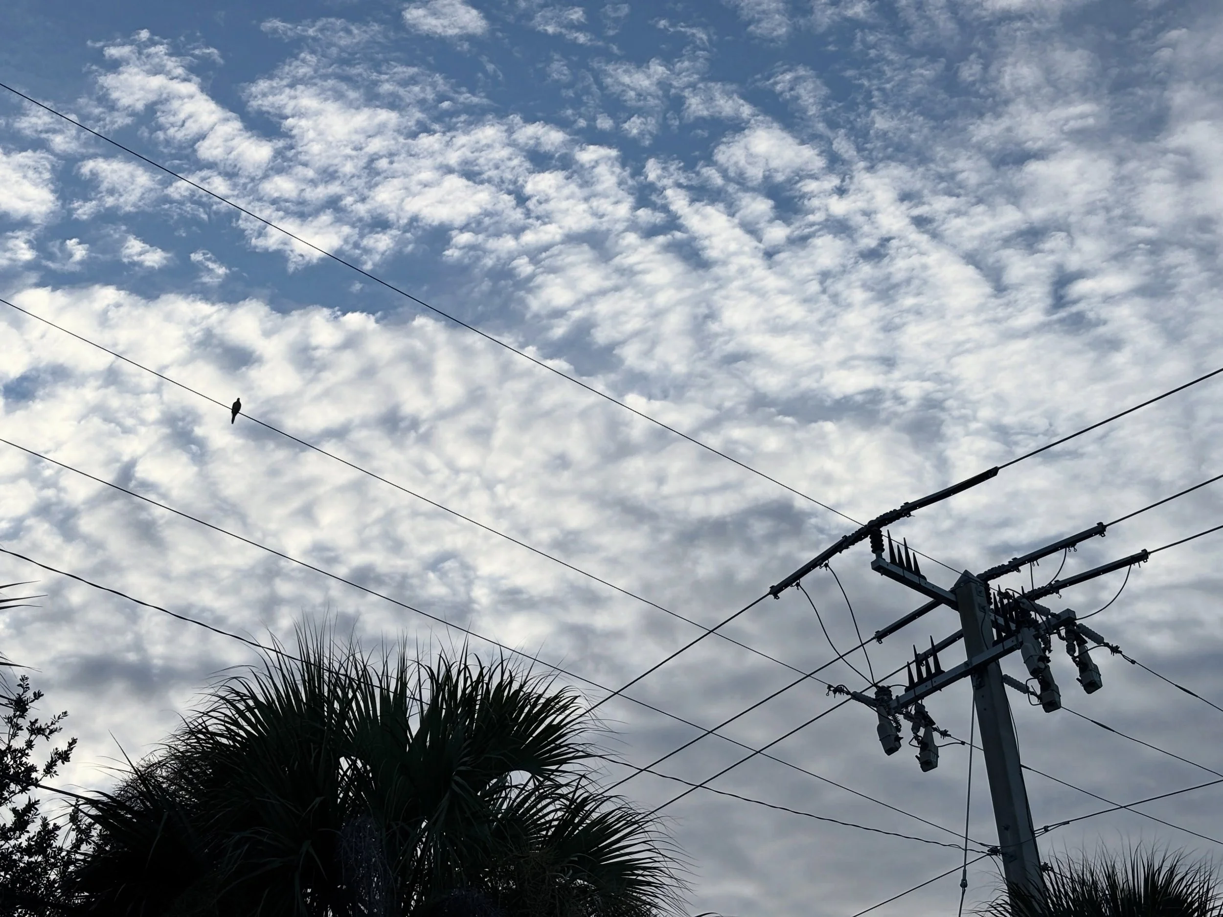 Bird on a wire. Palm tree silhouettes. Power running every which away beneath a blue sky.