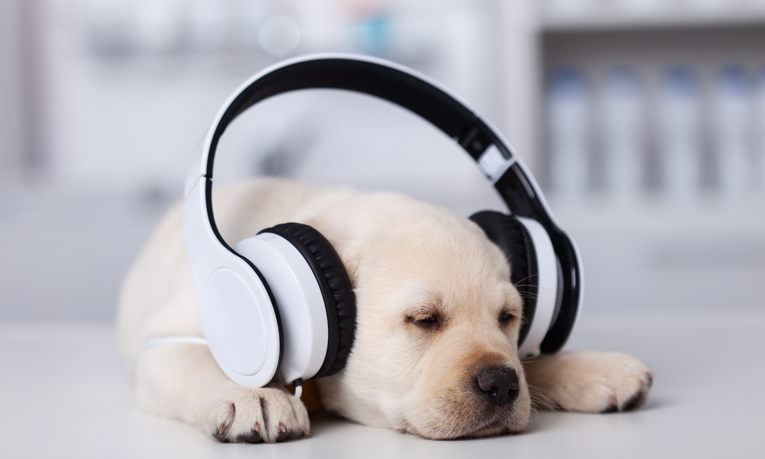 Musicoterapia Aplicada a Cães e Gatos: Frequências e Benefícios