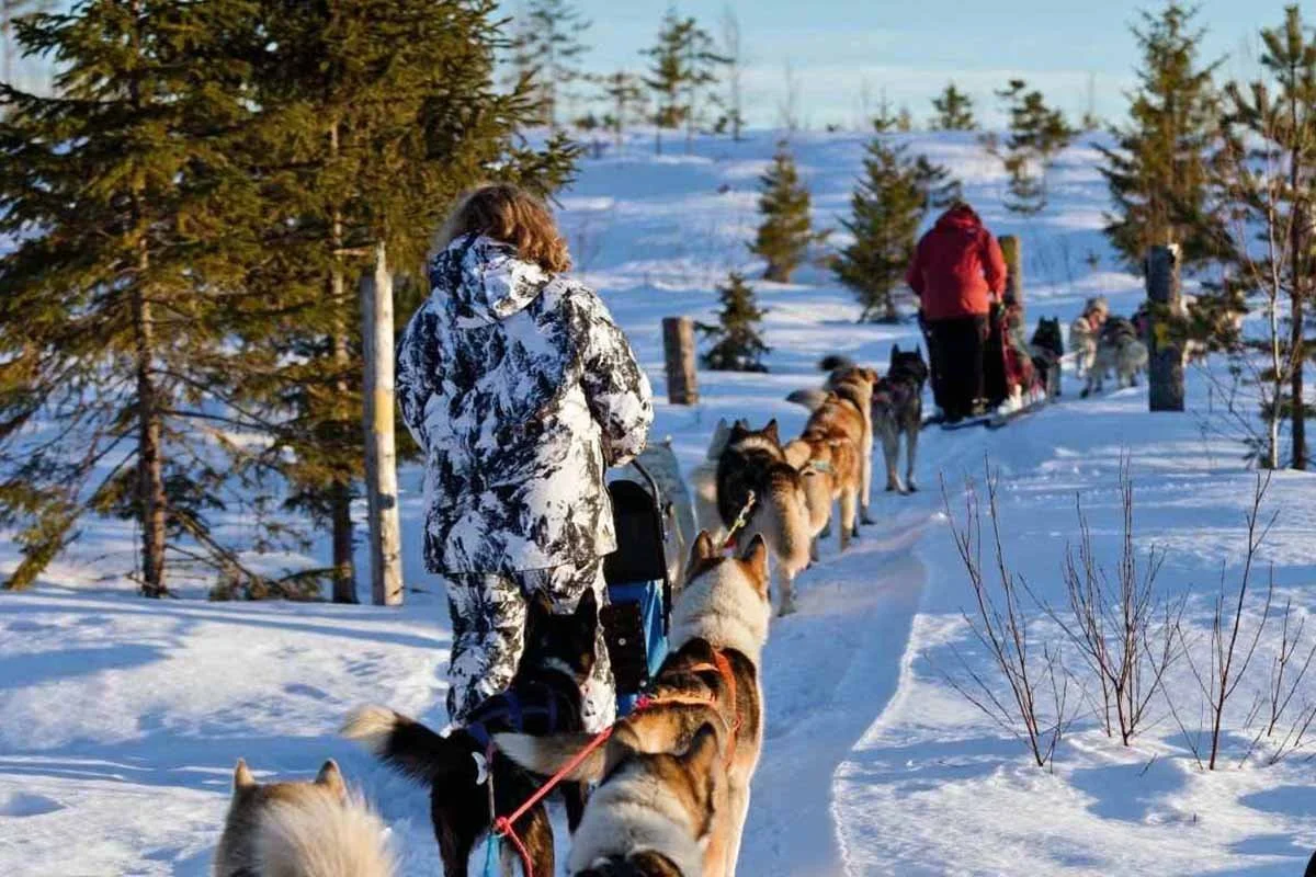 Hundspann - Team Ehawee