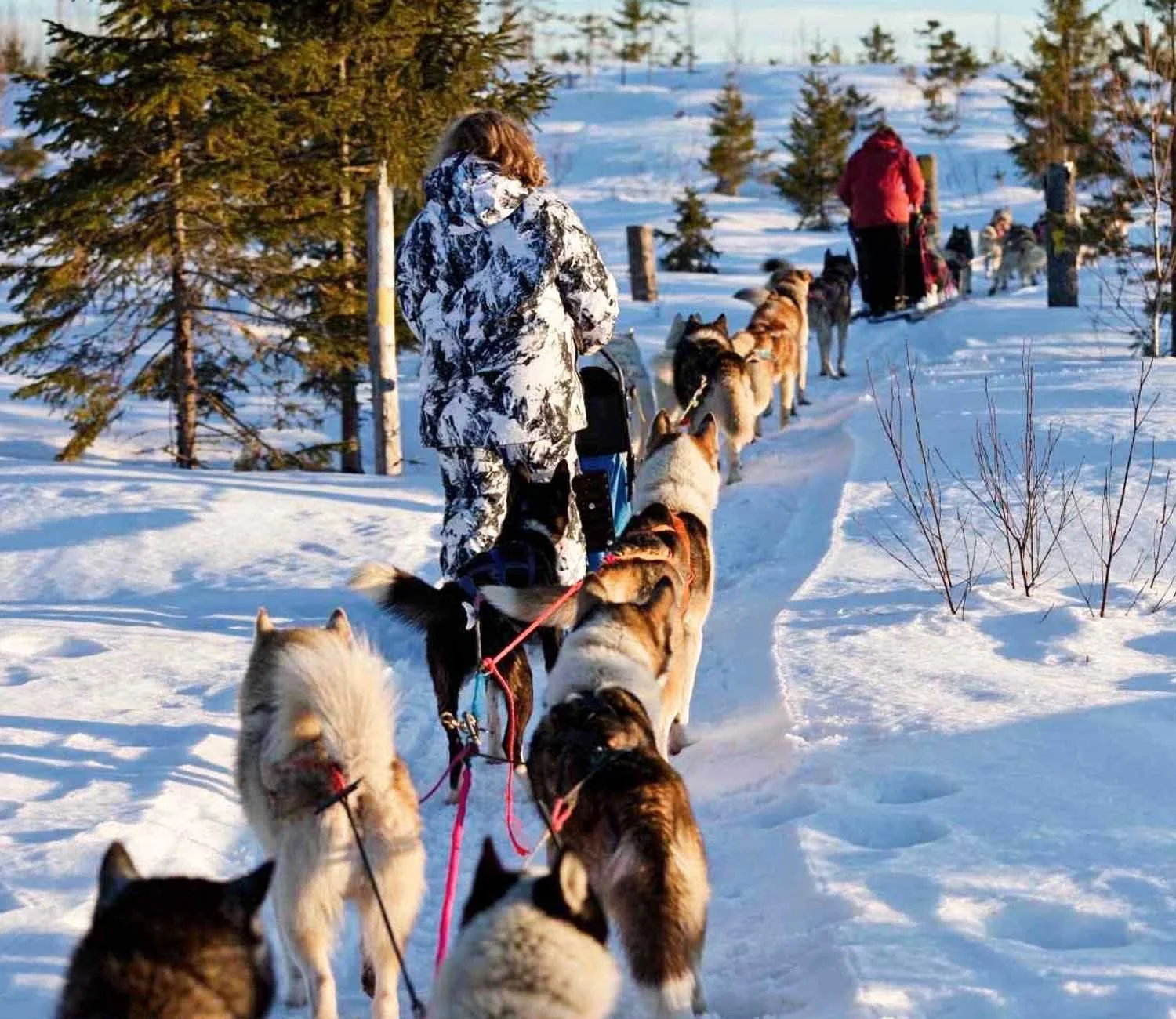 Människor på slädar som dras av huskyhundar genom en snötäckt skog.