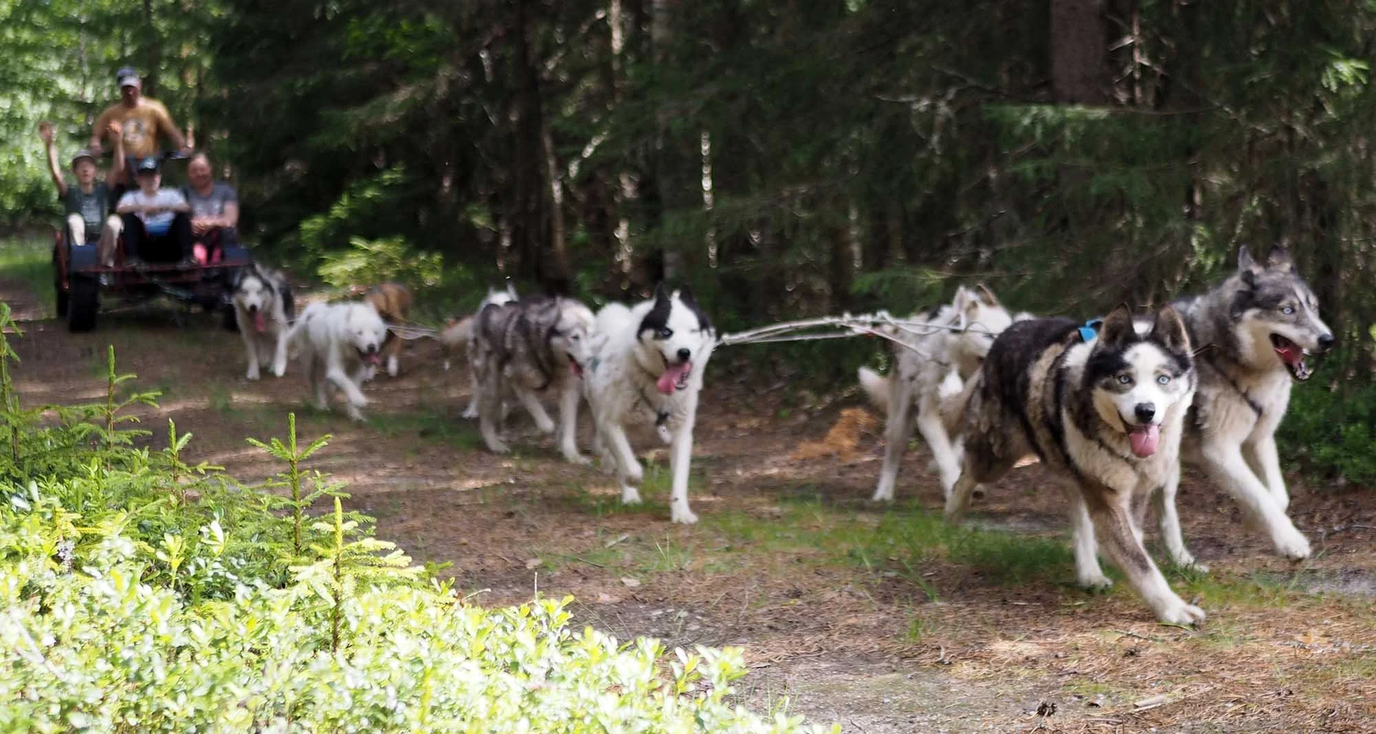 Slädhundar som drar ett hjulspann genom skogen.