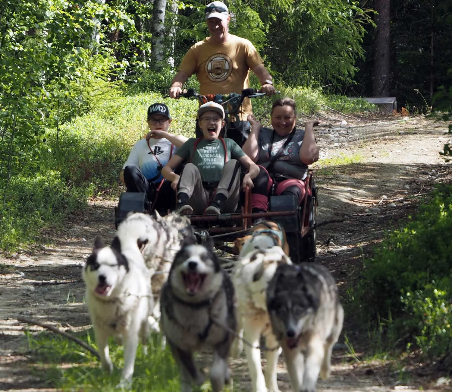 Sled dogs pulling a wheeled sled.