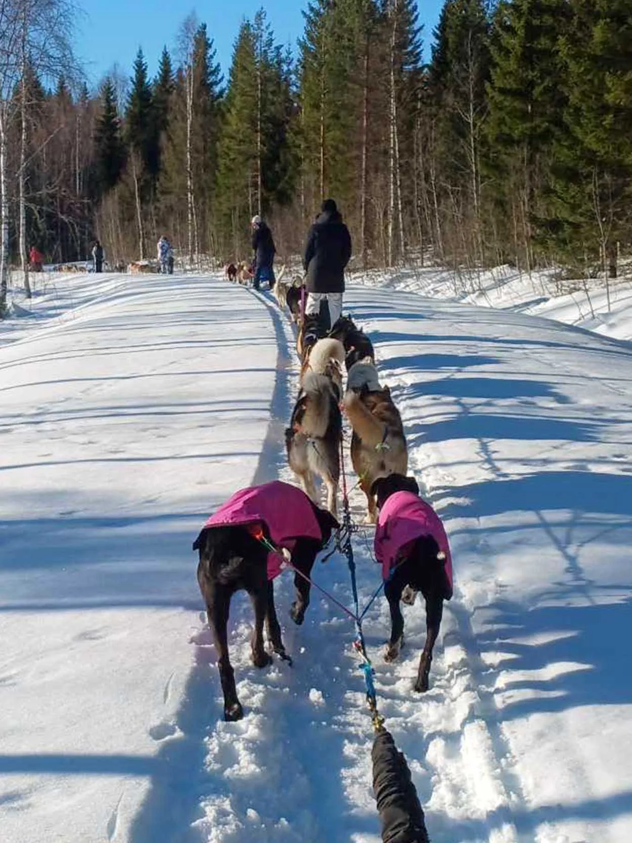Människor på slädar som dras av huskyhundar genom en snötäckt skog.