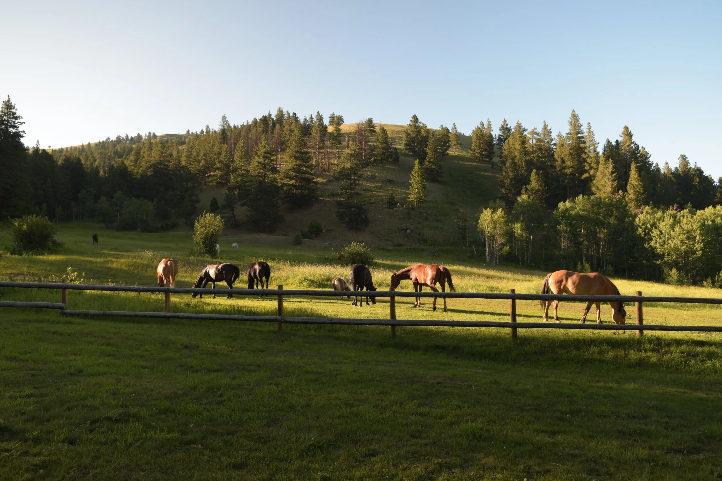 Rebuild fence to keep horses in and heifers out: $x/foot