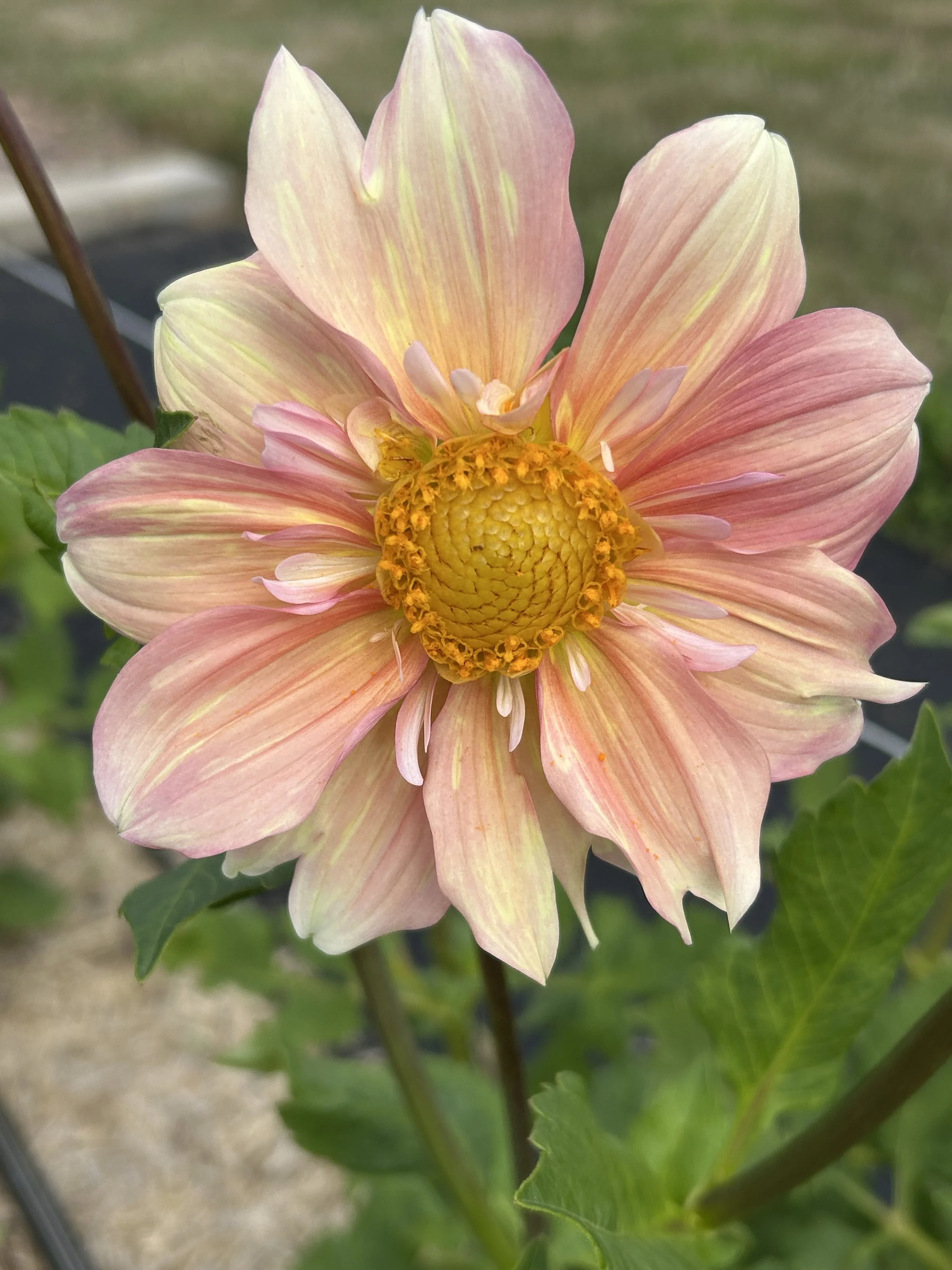 Appleblossom (Limited)