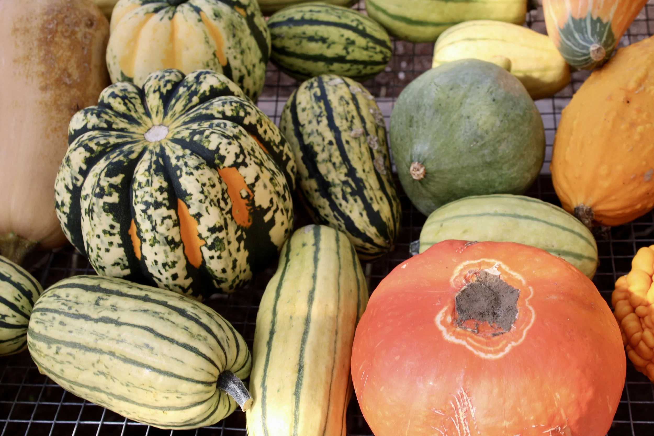 Partridge Creek Farm Invites the Community to Celebrate the End of the 2026 Growing Season&nbsp;