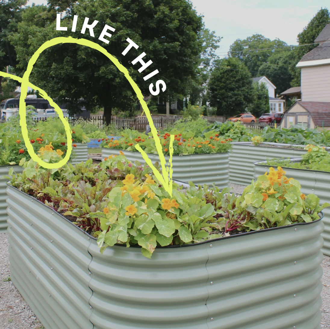 Partridge Creek Community Garden Vego Brand Garden bed