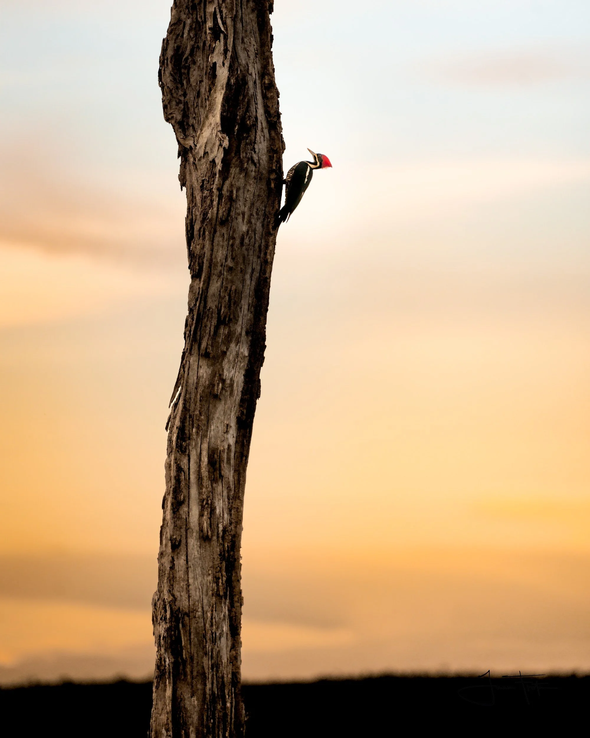 Sentinela do Entardecer / Sentinel of Dusk