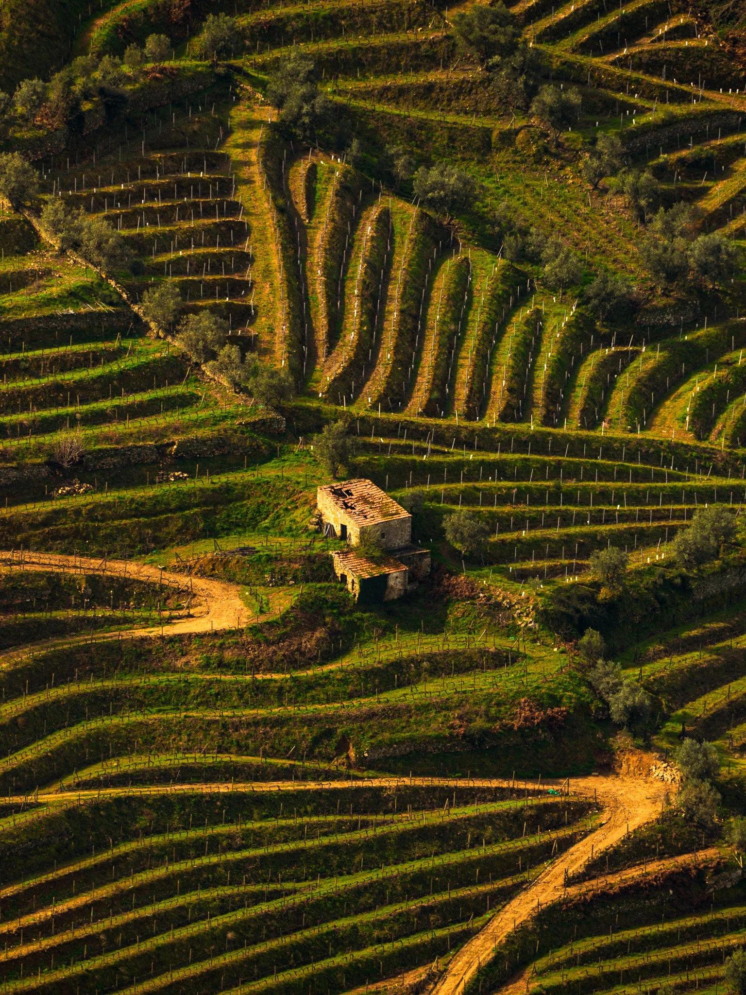 Echoes in the Vineyard