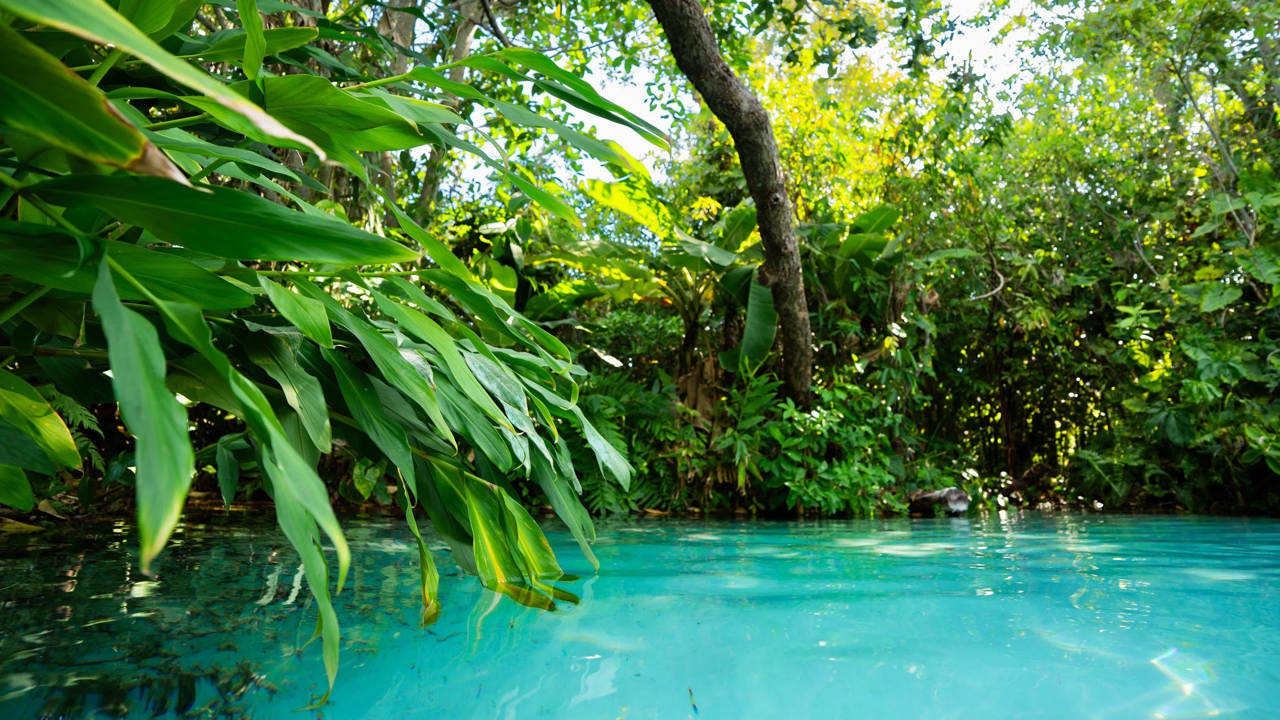Onde a Mata Bebe / Where the Forest Drinks