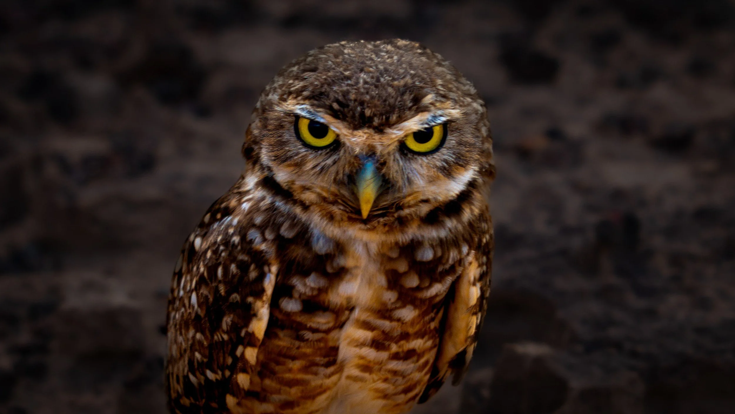 Olhos de Âmbar / Amber Eyes
