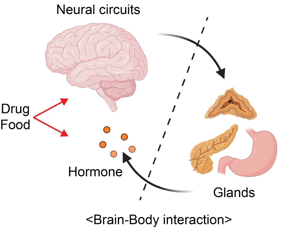 S.Lee Lab (Brain-Body Dynamics Lab)