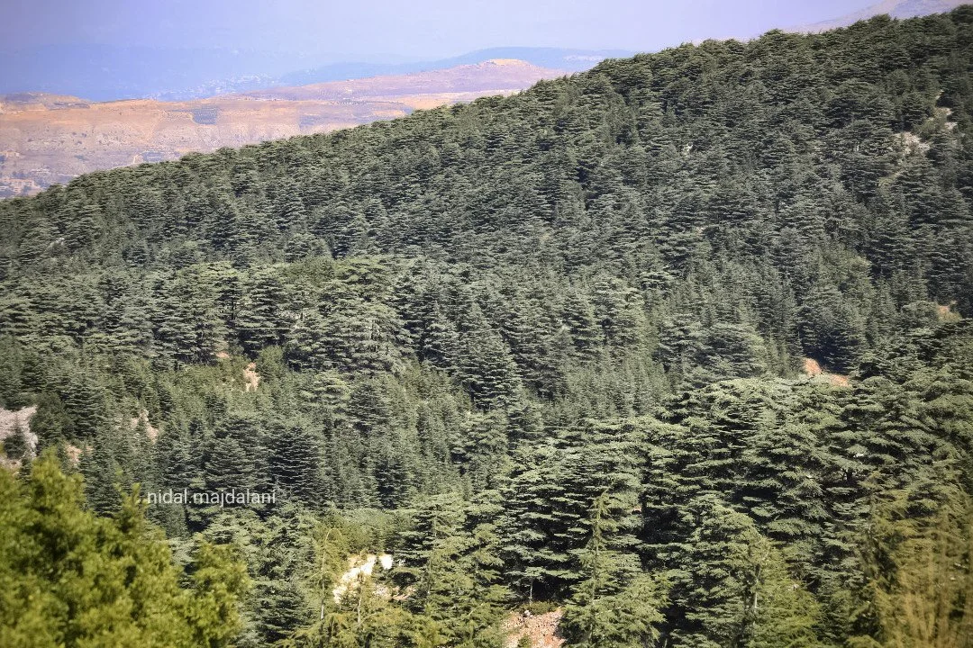 NIDAL nidal