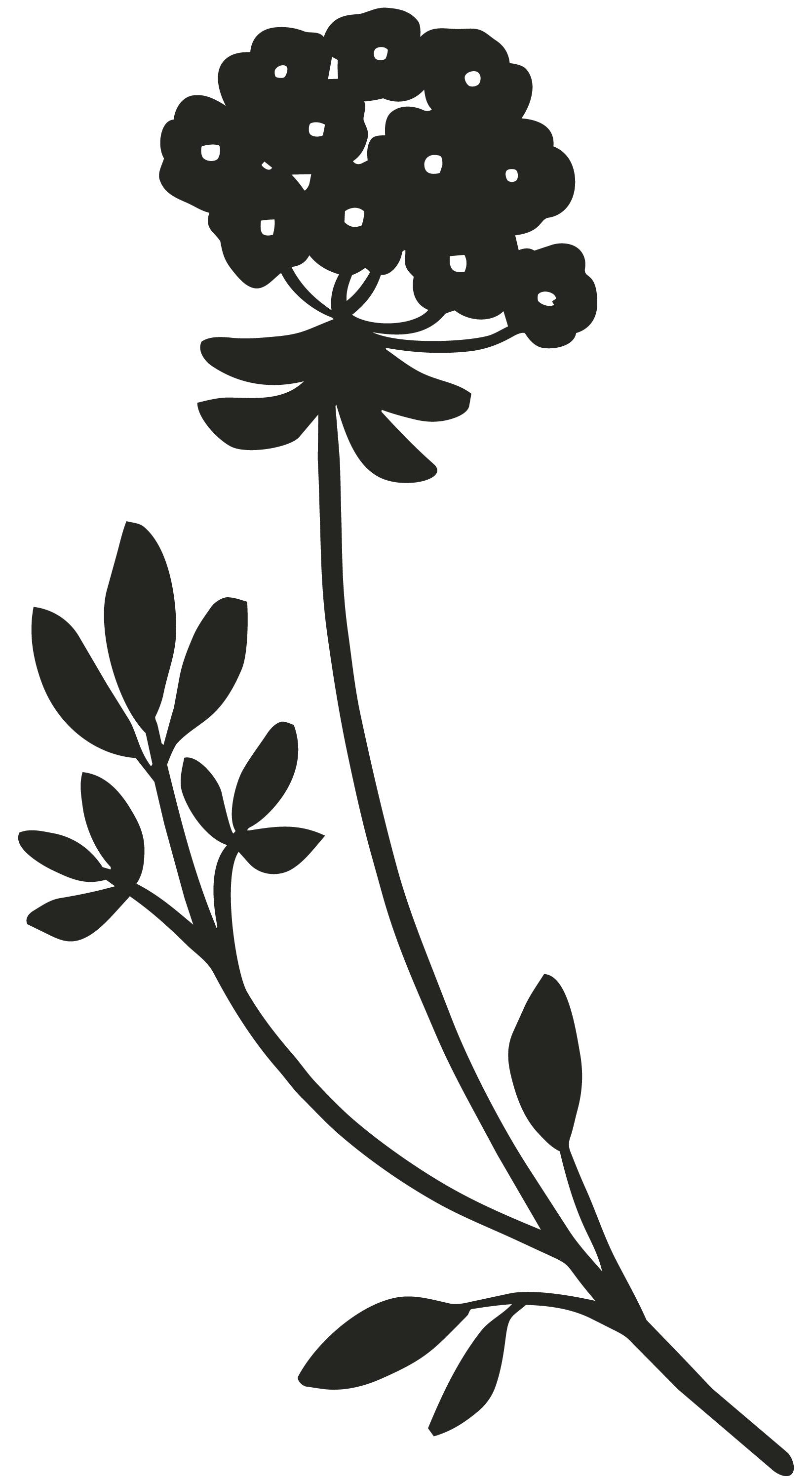 Cowslip parsley