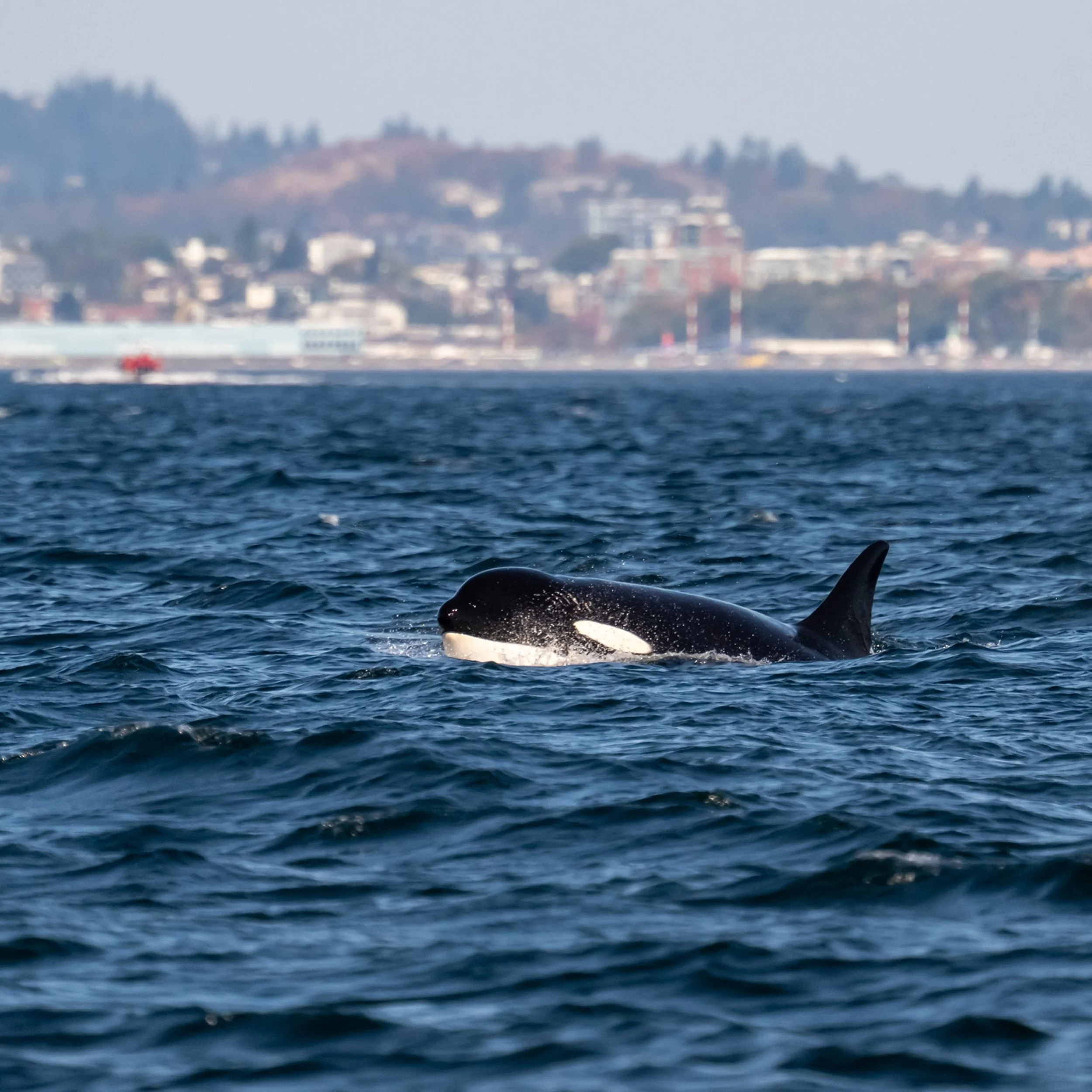 A day on the water we&rsquo;ll be talking about for a long, long time. 🌊🐋

Our morning began completely veiled in dense fog, and I&rsquo;ll be honest&hellip; we wondered if the day would bring us any sightings at all.

And then the Salish Sea began