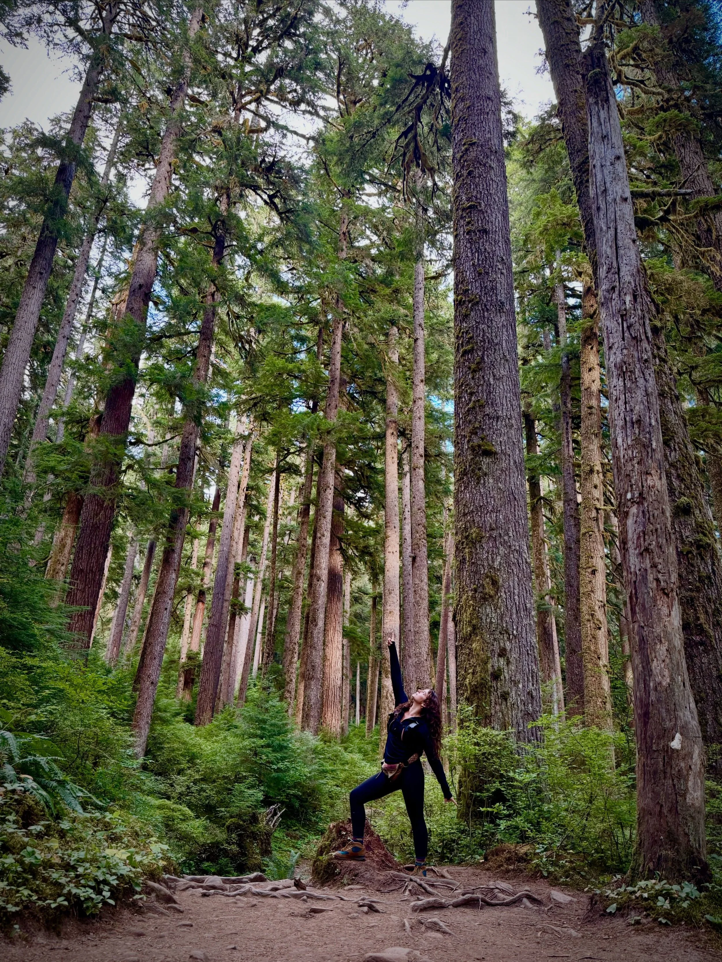 The Hoh Rain Forest🌿✨ Walking beneath a cathedral of moss-draped maples, towering Sitka spruce, ferns, nurse logs, and ancient trees.

The Hoh is one of the few temperate rainforests in the United States, receiving an extraordinary amount of rainfal